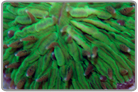 Neon Green Plate Coral - Aussie Collected